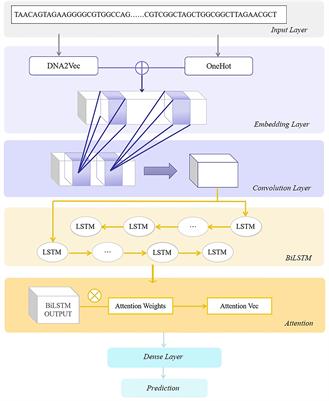 Prediction of Transcription Factor Binding Sites Using a Combined Deep Learning Approach